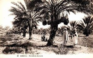 Biskra - Palmiers-Dattiers